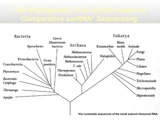The Phylogenetic Tree of Life based on
Comparative ssrRNA* Sequencing.

*the nucleotide sequences of the small subunit ribosomal RNA.

 