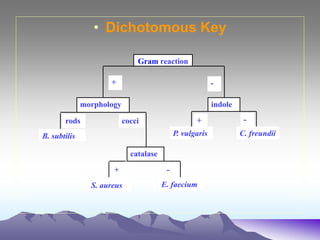 • Dichotomous Key
Gram reaction
+ -
indole
+ -
morphology
rods cocci
B. subtilis
catalase
+ -
S. aureus E. faecium
P. vulgaris C. freundii
 