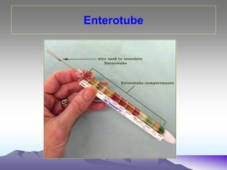 Enterotube
 