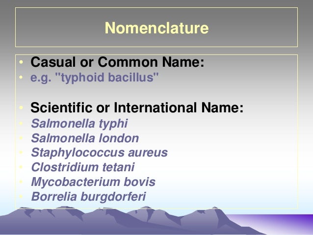 Bacterial taxonomy