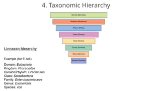Bacterial Taxonomy in Microbiology - Presentation | PPTX