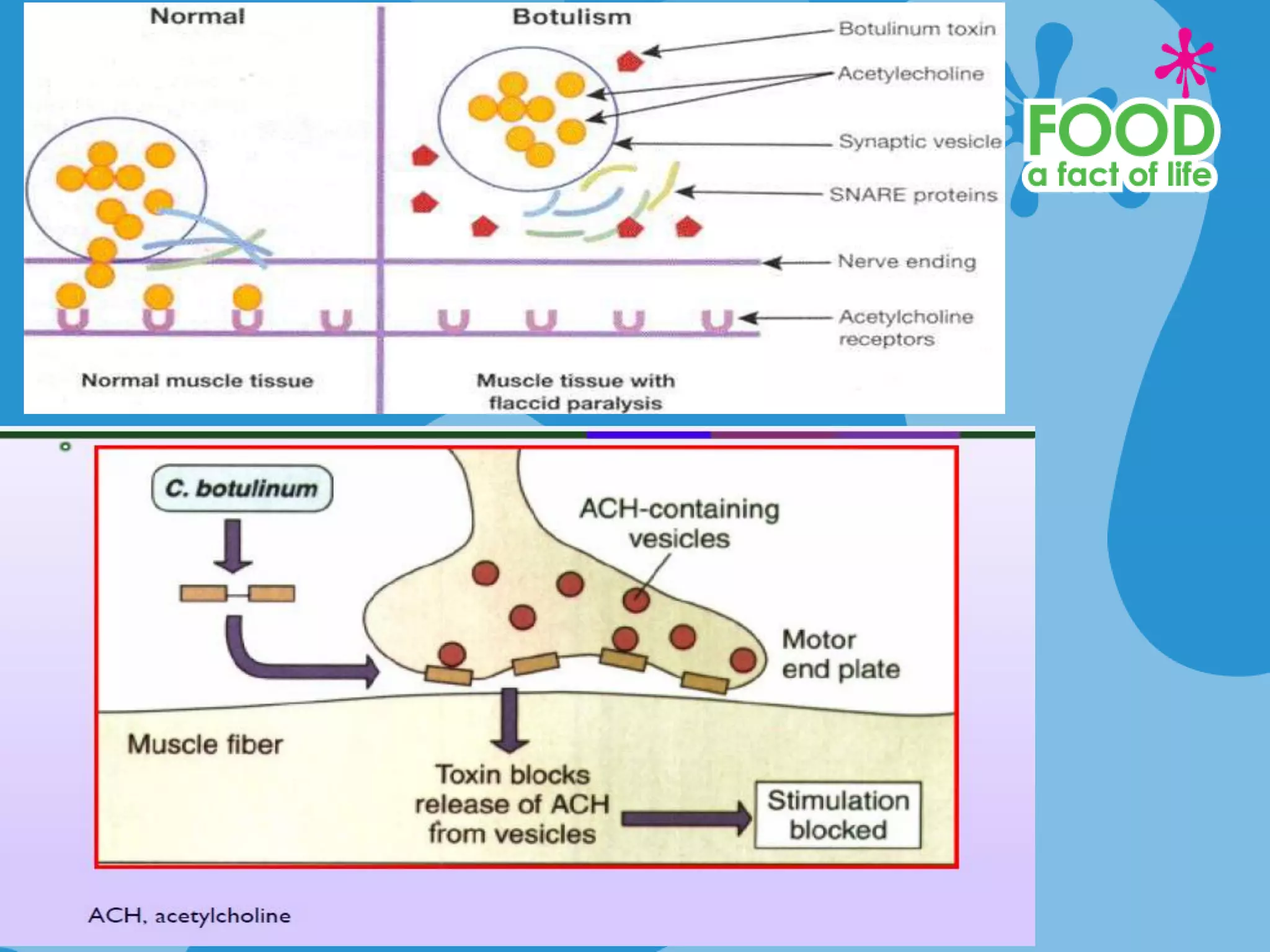 © BRITISH NUTRITION FOUNDATION 2016
 