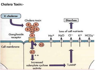 Cholera Toxin:-
 