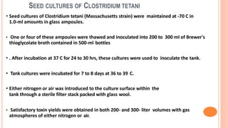 SEED CULTURES OF CLOSTRIDIUM TETANI
• Seed cultures of Clostridium tetani (Massachusetts strain) were maintained at -70 C in
1.0-ml amounts in glass ampoules.
• One or four of these ampoules were thawed and inoculated into 200 to 300 ml of Brewer's
thioglycolate broth contained in 500-ml bottles
• . After incubation at 37 C for 24 to 30 hrs, these cultures were used to inoculate the tank.
• Tank cultures were incubated for 7 to 8 days at 36 to 39 C.
• Either nitrogen or air was introduced to the culture surface within the
tank through a sterile filter stack packed with glass wool.
• Satisfactory toxin yields were obtained in both 200- and 300- liter volumes with gas
atmospheres of either nitrogen or air.
 