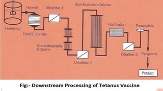 Bacterial toxoids