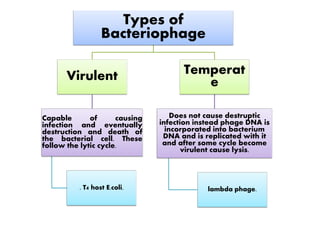 Types of
Bacteriophage
Virulent Temperat
e
Does not cause destrupticCapable of causing
infection and eventually
destruction and death of
the bacterial cell. These
follow the lytic cycle.
. T4 host E.coli.
Does not cause destruptic
infection instead phage DNA is
incorporated into bacterium
DNA and is replicated with it
and after some cycle become
virulent cause lysis.
lambda phage.
 