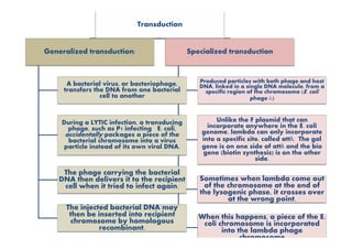 Transduction
Generalized transduction:
A bacterial virus, or bacteriophage,
transfers the DNA from one bacterial
cell to another
During a LYTIC infection, a transducing
Specialized transduction
Produced particles with both phage and host
DNA, linked in a single DNA molecule, from a
specific region of the chromosome (E. coli
phage )
Unlike the F plasmid that can
incorporate anywhere in the E. coli
During a LYTIC infection, a transducing
phage, such as P1 infecting E. coli,
accidentally packages a piece of the
bacterial chromosome into a virus
particle instead of its own viral DNA.
The phage carrying the bacterial
DNA then delivers it to the recipient
cell when it tried to infect again.
The injected bacterial DNA may
then be inserted into recipient
chromosome by homologous
recombinant.
incorporate anywhere in the E. coli
genome, lambda can only incorporate
into a specific site, called attλ. The gal
gene is on one side of attλ and the bio
gene (biotin synthesis) is on the other
side.
Sometimes when lambda come out
of the chromosome at the end of
the lysogenic phase, it crosses over
at the wrong point.
When this happens, a piece of the E.
coli chromosome is incorporated
into the lambda phage
chromosome
 