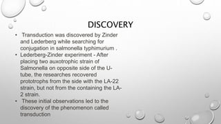 DISCOVERY
• Transduction was discovered by Zinder
and Lederberg while searching for
conjugation in salmonella typhimurium .
• Lederberg-Zinder experiment - After
placing two auxotrophic strain of
Salmonella on opposite side of the U-
tube, the researches recovered
prototrophs from the side with the LA-22
strain, but not from the containing the LA-
2 strain.
• These initial observations led to the
discovery of the phenomenon called
transduction
 