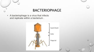 BACTERIOPHAGE
• A bacteriophage is a virus that infects
and replicate within a bacterium .
 