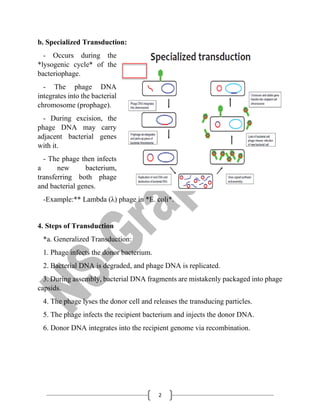Bacterial Transduction for B.Sc. SEM-3 Students | PDF