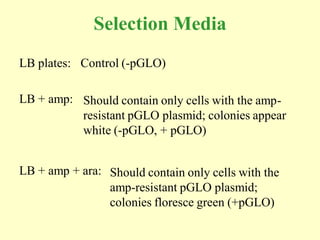 Selection Media
LB plates: Control (-pGLO)

LB + amp: Should contain only cells with the amp-
          resistant pGLO plasmid; colonies appear
          white (-pGLO, + pGLO)


LB + amp + ara: Should contain only cells with the
                amp-resistant pGLO plasmid;
                colonies floresce green (+pGLO)
 