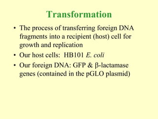 Transformation
• The process of transferring foreign DNA
  fragments into a recipient (host) cell for
  growth and replication
• Our host cells: HB101 E. coli
• Our foreign DNA: GFP & -lactamase
  genes (contained in the pGLO plasmid)
 