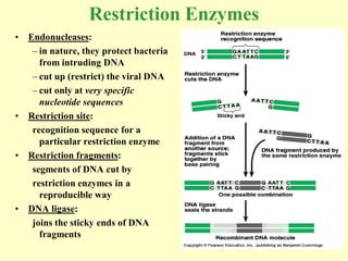Restriction Enzymes
•   Endonucleases:
     – in nature, they protect bacteria
       from intruding DNA
     – cut up (restrict) the viral DNA
     – cut only at very specific
       nucleotide sequences
•   Restriction site:
     recognition sequence for a
       particular restriction enzyme
•   Restriction fragments:
     segments of DNA cut by
     restriction enzymes in a
       reproducible way
•   DNA ligase:
     joins the sticky ends of DNA
       fragments
 