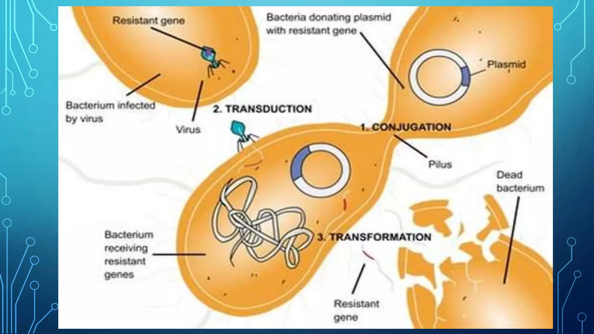 Bacterial transformation | PPTX
