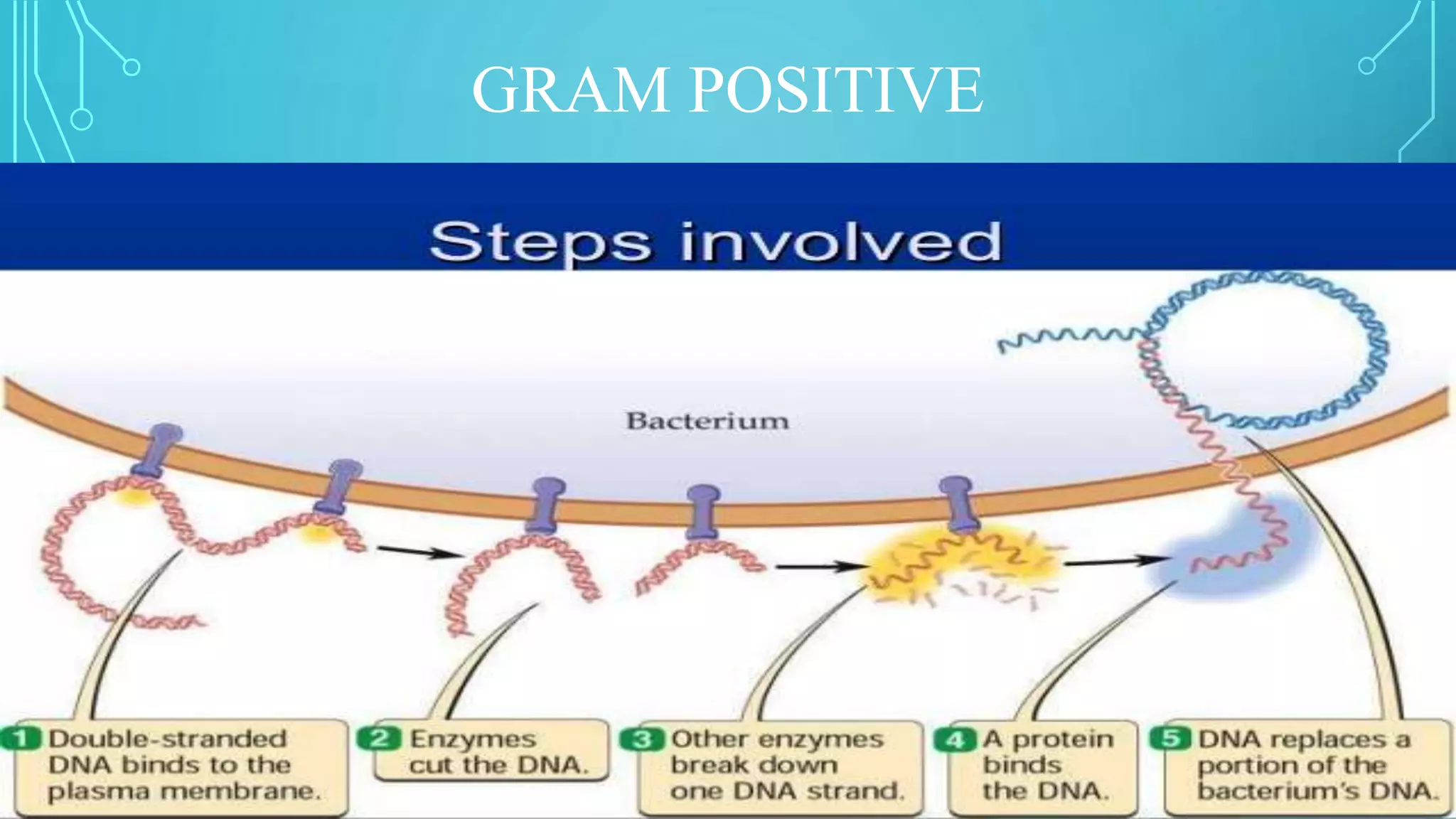 Bacterial transformation | PPTX
