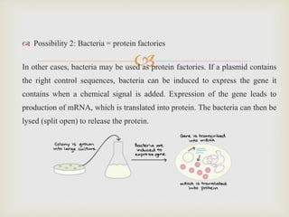
 Possibility 2: Bacteria = protein factories
In other cases, bacteria may be used as protein factories. If a plasmid contains
the right control sequences, bacteria can be induced to express the gene it
contains when a chemical signal is added. Expression of the gene leads to
production of mRNA, which is translated into protein. The bacteria can then be
lysed (split open) to release the protein.
 