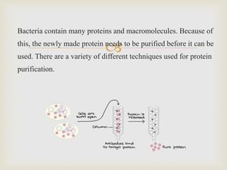 
Bacteria contain many proteins and macromolecules. Because of
this, the newly made protein needs to be purified before it can be
used. There are a variety of different techniques used for protein
purification.
 