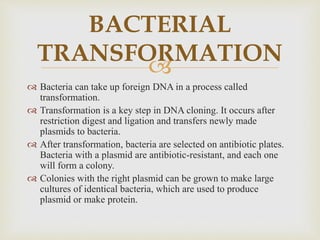 
 Bacteria can take up foreign DNA in a process called
transformation.
 Transformation is a key step in DNA cloning. It occurs after
restriction digest and ligation and transfers newly made
plasmids to bacteria.
 After transformation, bacteria are selected on antibiotic plates.
Bacteria with a plasmid are antibiotic-resistant, and each one
will form a colony.
 Colonies with the right plasmid can be grown to make large
cultures of identical bacteria, which are used to produce
plasmid or make protein.
BACTERIAL
TRANSFORMATION
 