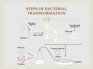 
STEPS OF BACTERIAL
TRANSFORMATION
 