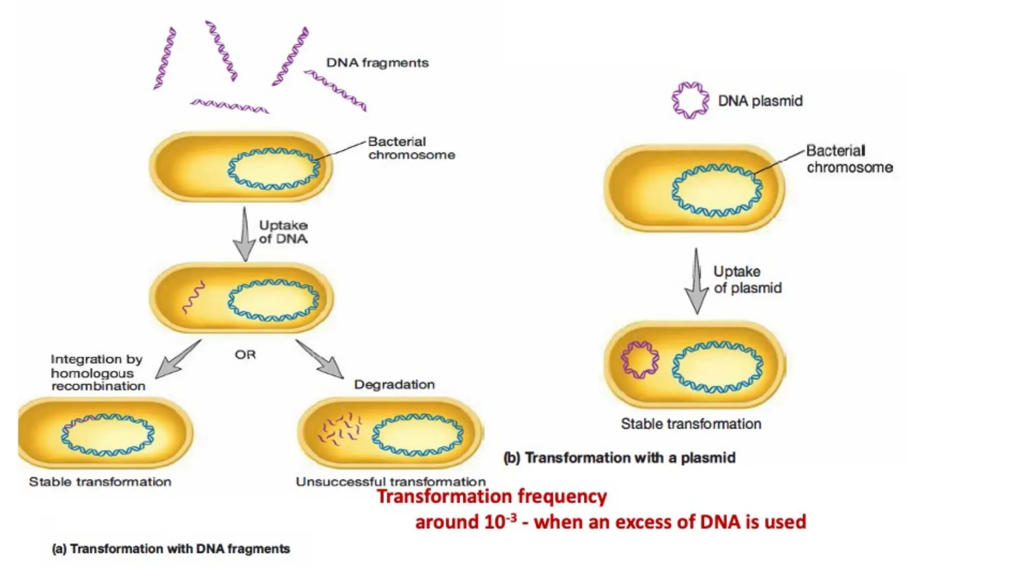 Bacterial Transformation.pdf