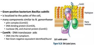 Bacterial Transformation.pdf
