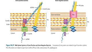 Bacterial Transformation.pdf