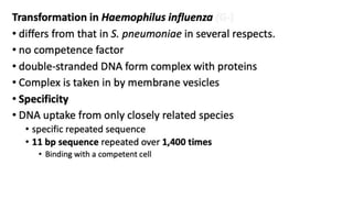 Bacterial Transformation.pdf