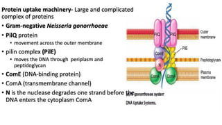 Bacterial Transformation.pdf