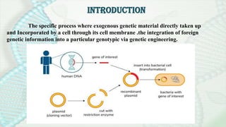 BACTERIAL TRANSFORMATION Msc. Botany by Raanu.pptx