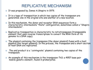 REPLICATIVE MECHANISM
 It was proposed by James A.Shapiro in 1979.
 It is a type of transposition in which two copies of the transposon are
generated; one in the original site and another at a new location.
 In this mechanism, the donor and receptor DNA sequences form a
characteristic intermediate "theta" configuration, sometimes called a "Shapiro
intermediate".
 Replicative transposition is characteristic to retrotransposon (transposable
element that uses reverse transcriptase to convert the RNA form of its
genome to a DNA copy).
 The plasmid containing the transposon (the donor plasmid) fuses with a host
plasmid (the target plasmid). In the process, the transposon and a short section
of host DNA are replicated.
 The end product is a 'cointegrate' plasmid containing two copies of the
transposon.
 An example of this mechanism is the transposon-Tn3; a 4957 base pair
mobile genetic element, found in prokaryotes.
 