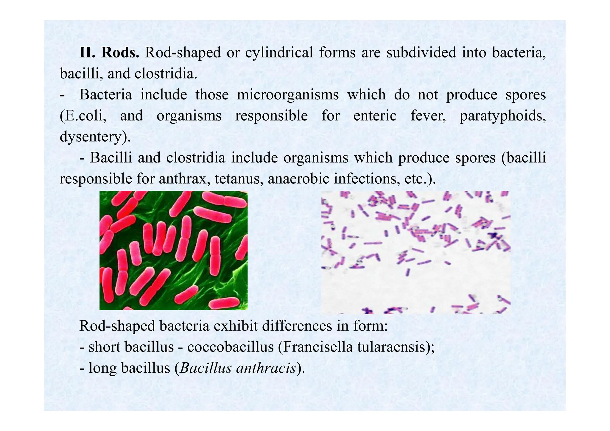 II. Rods. Rod-shaped or cylindrical forms are subdivided into bacteria,
bacilli, and clostridia.
- Bacteria include those microorganisms which do not produce spores
(E.coli, and organisms responsible for enteric fever, paratyphoids,
dysentery).
- Bacilli and clostridia include organisms which produce spores (bacilli
responsible for anthrax, tetanus, anaerobic infections, etc.).
Rod-shaped bacteria exhibit differences in form:
- short bacillus - coccobacillus (Francisella tularaensis);
- long bacillus (Bacillus anthracis).
 