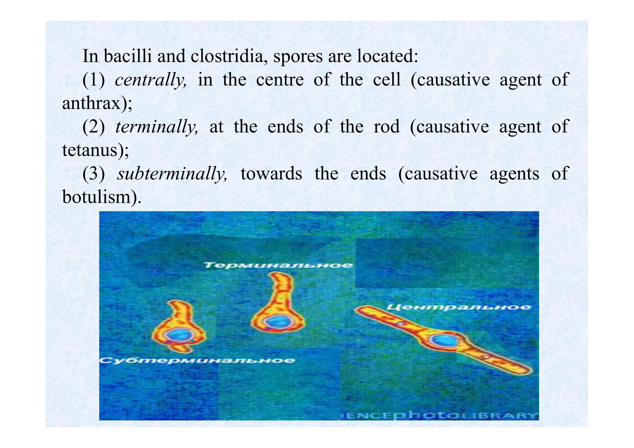 In bacilli and clostridia, spores are located:
(1) centrally, in the centre of the cell (causative agent of
anthrax);
(2) terminally, at the ends of the rod (causative agent of
tetanus);
(3) subterminally, towards the ends (causative agents of
botulism).
 