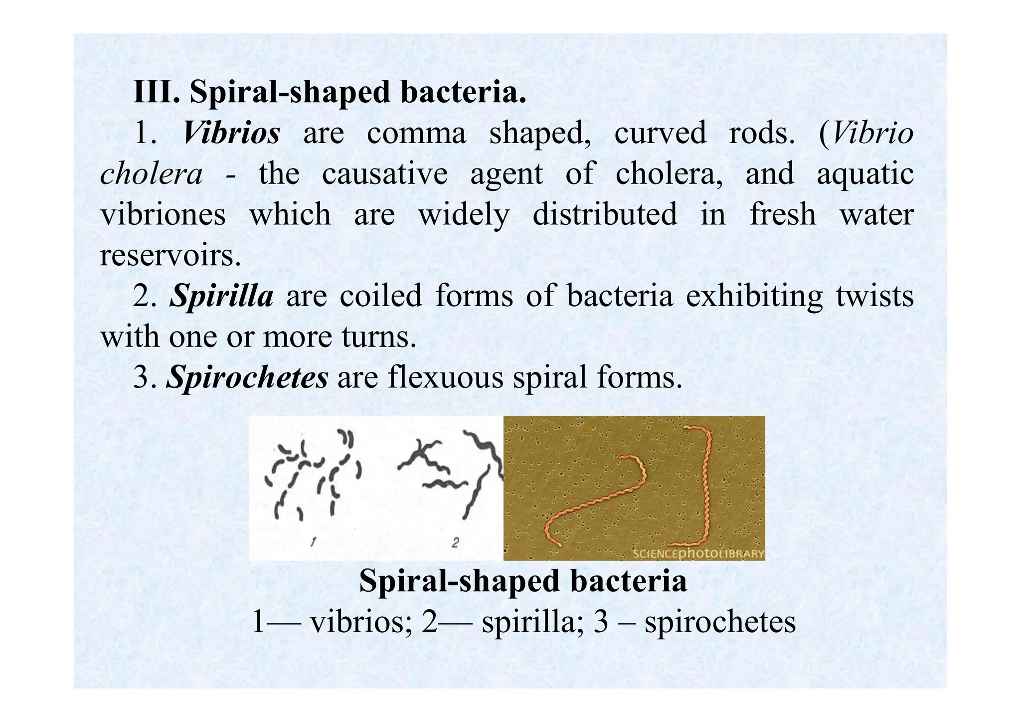 III. Spiral-shaped bacteria.
1. Vibrios are comma shaped, curved rods. (Vibrio
cholera - the causative agent of cholera, and aquatic
vibriones which are widely distributed in fresh water
reservoirs.
2. Spirilla are coiled forms of bacteria exhibiting twists
with one or more turns.
3. Spirochetes are flexuous spiral forms.
Spiral-shaped bacteria
1— vibrios; 2— spirilla; 3 – spirochetes
 