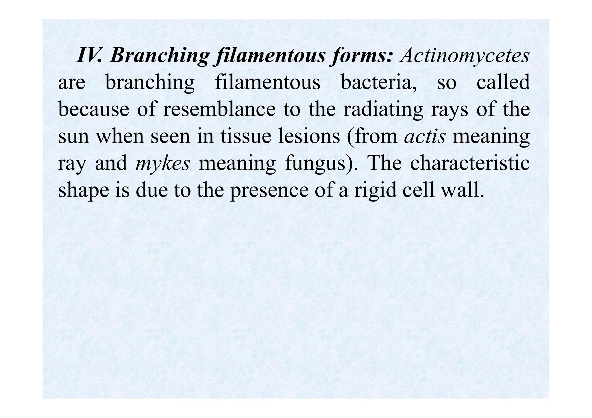 IV. Branching filamentous forms: Actinomycetes
are branching filamentous bacteria, so called
because of resemblance to the radiating rays of the
sun when seen in tissue lesions (from actis meaning
ray and mykes meaning fungus). The characteristic
shape is due to the presence of a rigid cell wall.
 