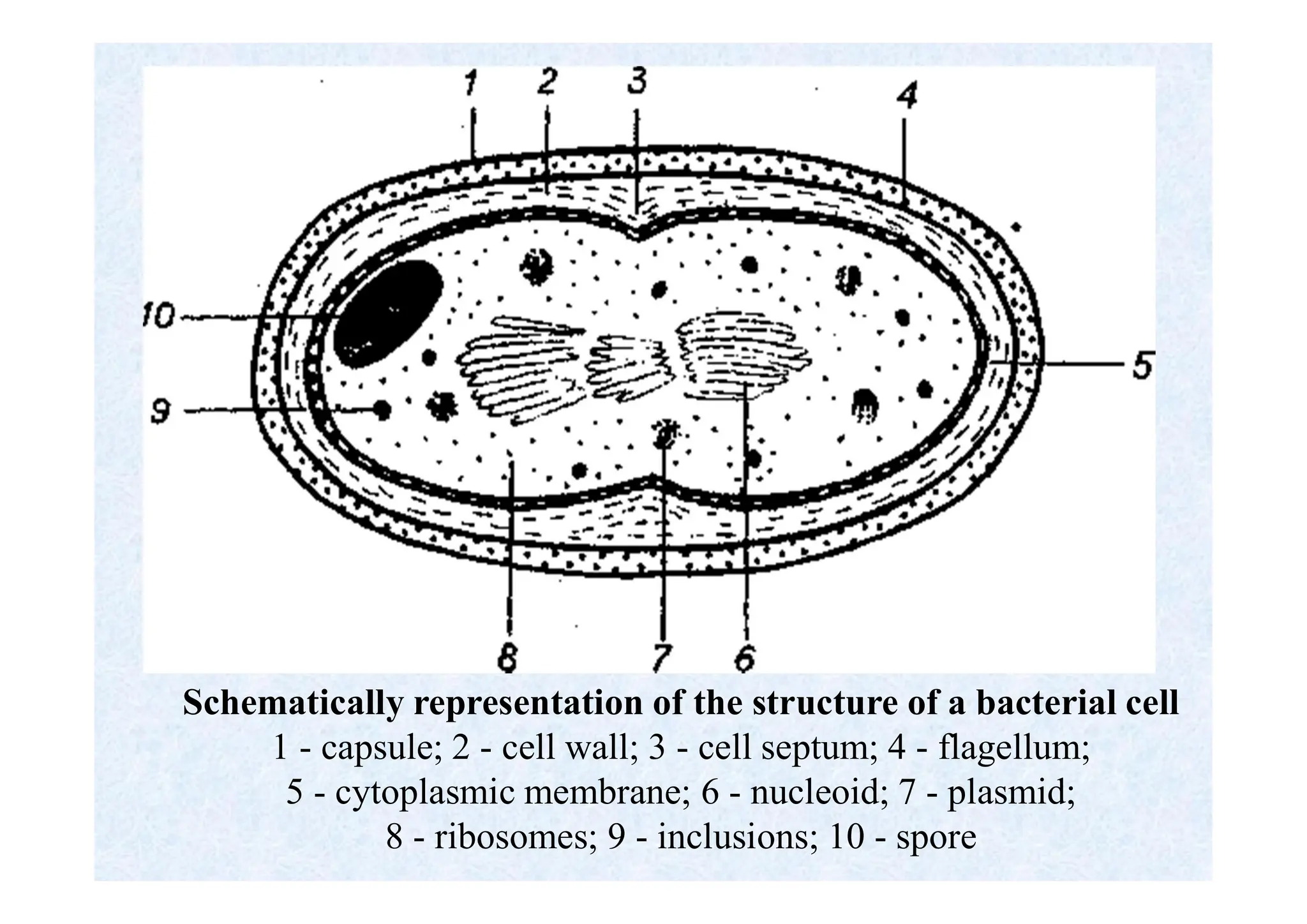 Schematically representation of the structure of a bacterial cell
1 - capsule; 2 - cell wall; 3 - cell septum; 4 - flagellum;
5 - cytoplasmic membrane; 6 - nucleoid; 7 - plasmid;
8 - ribosomes; 9 - inclusions; 10 - spore
 