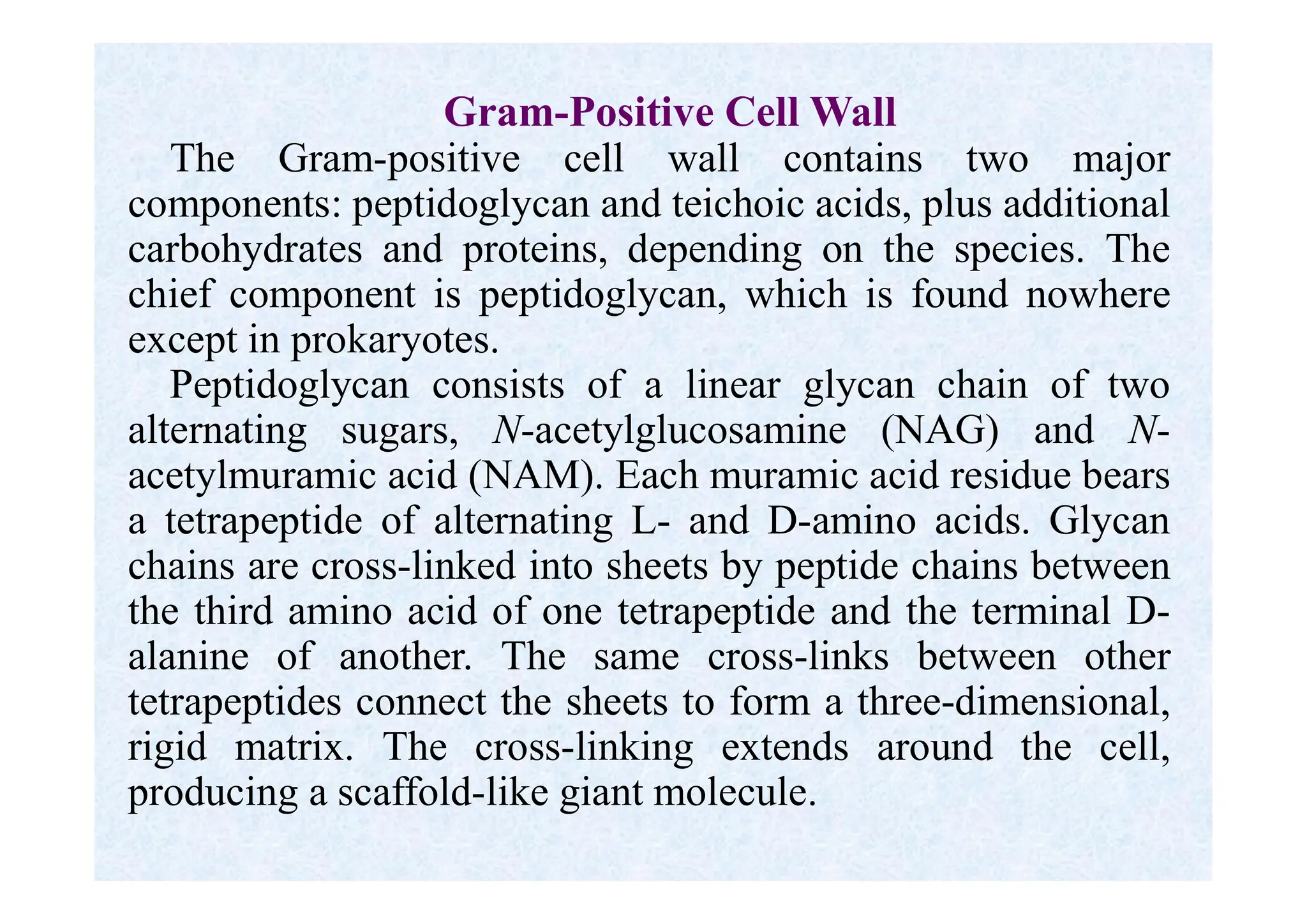 Gram-Positive Cell Wall
The Gram-positive cell wall contains two major
components: peptidoglycan and teichoic acids, plus additional
carbohydrates and proteins, depending on the species. The
chief component is peptidoglycan, which is found nowhere
except in prokaryotes.
Peptidoglycan consists of a linear glycan chain of two
alternating sugars, N-acetylglucosamine (NAG) and N-
acetylmuramic acid (NAM). Each muramic acid residue bears
a tetrapeptide of alternating L- and D-amino acids. Glycan
chains are cross-linked into sheets by peptide chains between
the third amino acid of one tetrapeptide and the terminal D-
alanine of another. The same cross-links between other
tetrapeptides connect the sheets to form a three-dimensional,
rigid matrix. The cross-linking extends around the cell,
producing a scaffold-like giant molecule.
 