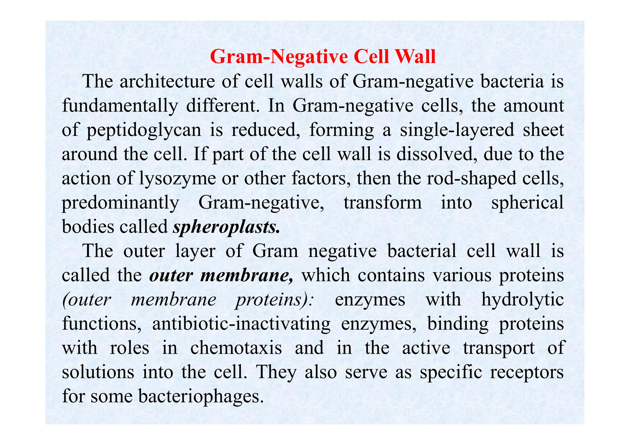 Gram-Negative Cell Wall
The architecture of cell walls of Gram-negative bacteria is
fundamentally different. In Gram-negative cells, the amount
of peptidoglycan is reduced, forming a single-layered sheet
around the cell. If part of the cell wall is dissolved, due to the
action of lysozyme or other factors, then the rod-shaped cells,
predominantly Gram-negative, transform into spherical
bodies called spheroplasts.
The outer layer of Gram negative bacterial cell wall is
called the outer membrane, which contains various proteins
(outer membrane proteins): enzymes with hydrolytic
functions, antibiotic-inactivating enzymes, binding proteins
with roles in chemotaxis and in the active transport of
solutions into the cell. They also serve as specific receptors
for some bacteriophages.
 