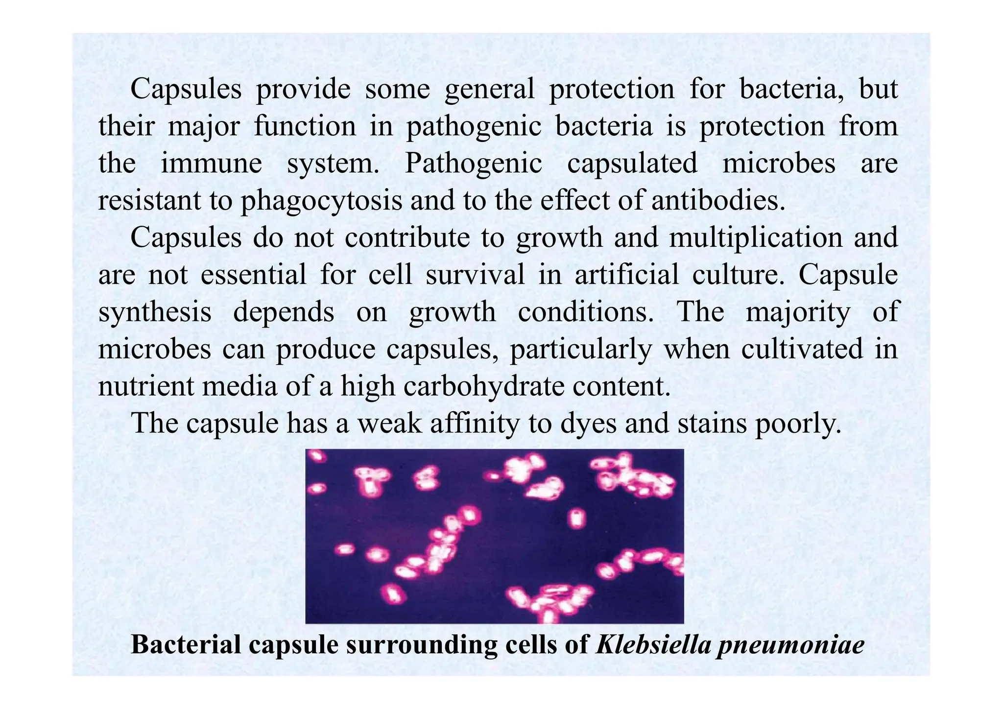 Capsules provide some general protection for bacteria, but
their major function in pathogenic bacteria is protection from
the immune system. Pathogenic capsulated microbes are
resistant to phagocytosis and to the effect of antibodies.
Capsules do not contribute to growth and multiplication and
are not essential for cell survival in artificial culture. Capsule
synthesis depends on growth conditions. The majority of
microbes can produce capsules, particularly when cultivated in
nutrient media of a high carbohydrate content.
The capsule has a weak affinity to dyes and stains poorly.
Bacterial capsule surrounding cells of Klebsiella pneumoniae
 