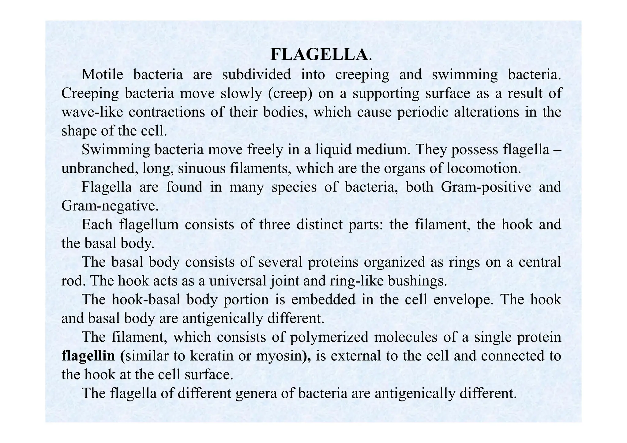 FLAGELLA.
Motile bacteria are subdivided into creeping and swimming bacteria.
Creeping bacteria move slowly (creep) on a supporting surface as a result of
wave-like contractions of their bodies, which cause periodic alterations in the
shape of the cell.
Swimming bacteria move freely in a liquid medium. They possess flagella –
unbranched, long, sinuous filaments, which are the organs of locomotion.
Flagella are found in many species of bacteria, both Gram-positive and
Gram-negative.
Each flagellum consists of three distinct parts: the filament, the hook and
the basal body.
The basal body consists of several proteins organized as rings on a central
rod. The hook acts as a universal joint and ring-like bushings.
The hook-basal body portion is embedded in the cell envelope. The hook
and basal body are antigenically different.
The filament, which consists of polymerized molecules of a single protein
flagellin (similar to keratin or myosin), is external to the cell and connected to
the hook at the cell surface.
The flagella of different genera of bacteria are antigenically different.
 
