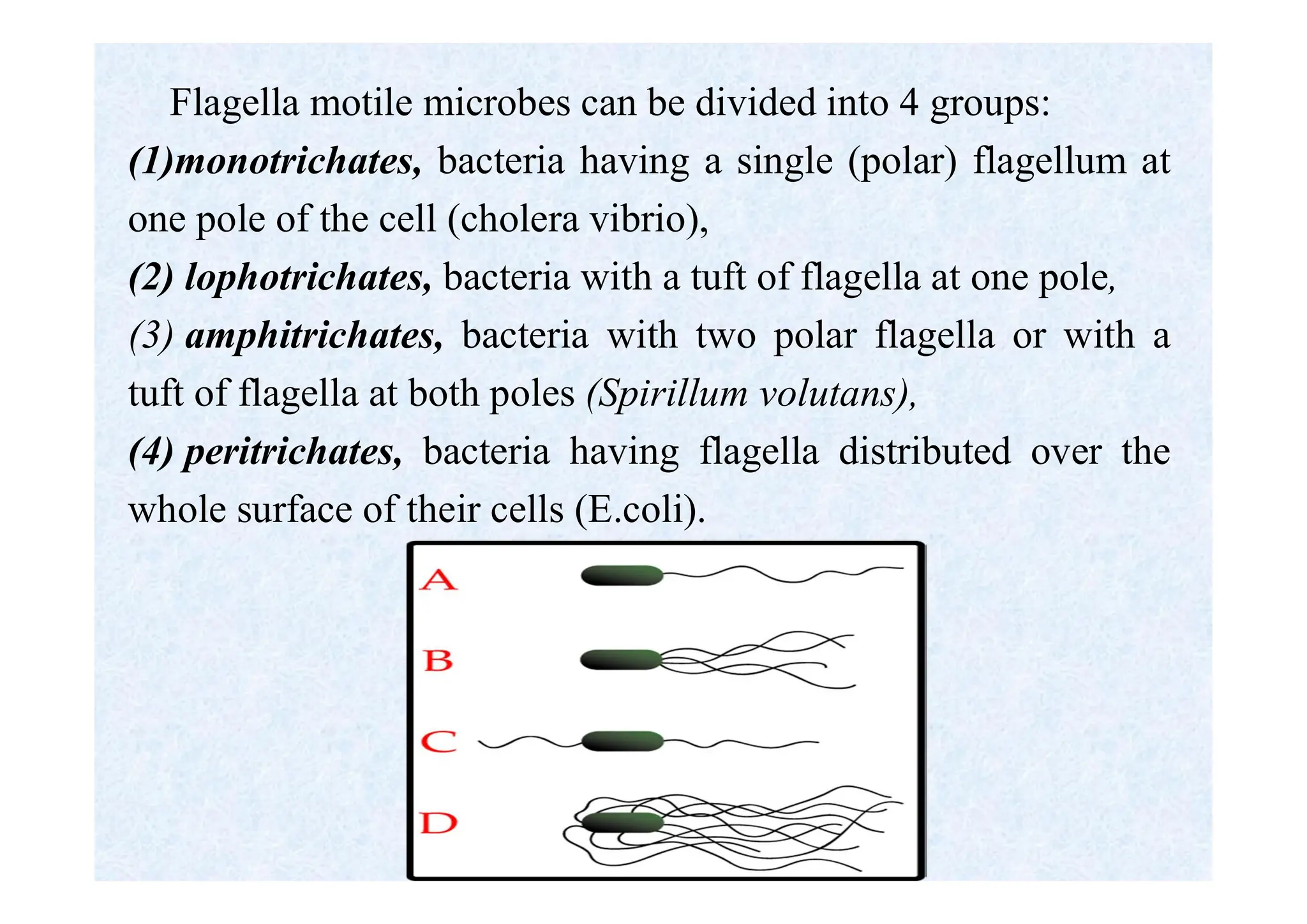 Flagella motile microbes can be divided into 4 groups:
(1)monotrichates, bacteria having a single (polar) flagellum at
one pole of the cell (cholera vibrio),
(2) lophotrichates, bacteria with a tuft of flagella at one pole,
(3) amphitrichates, bacteria with two polar flagella or with a
tuft of flagella at both poles (Spirillum volutans),
(4) peritrichates, bacteria having flagella distributed over the
whole surface of their cells (E.coli).
 