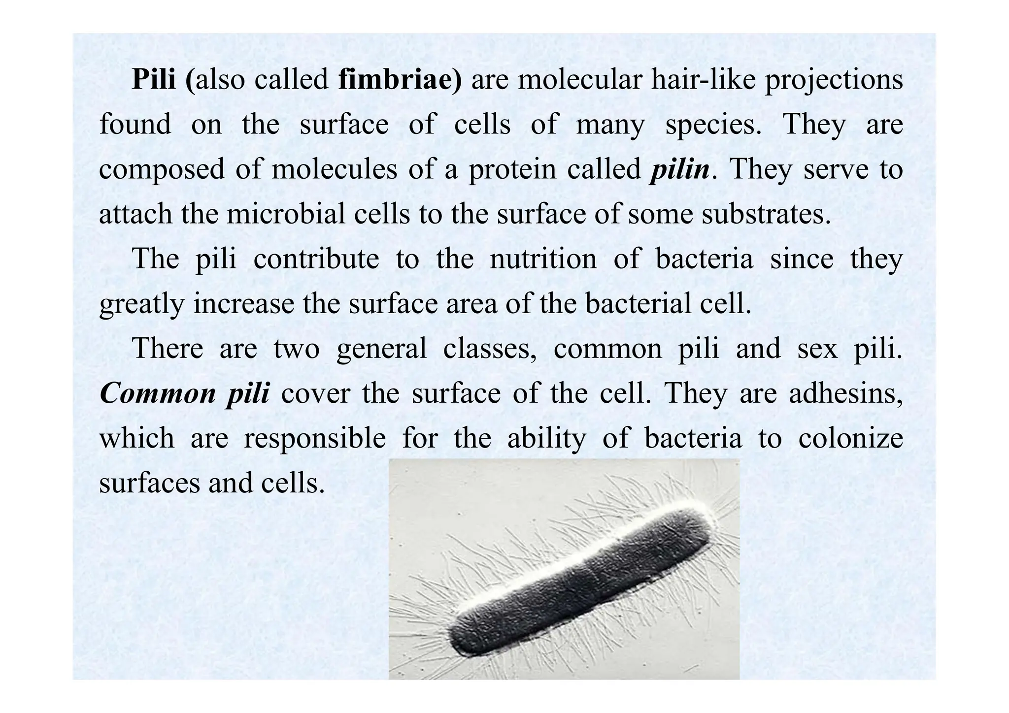 Pili (also called fimbriae) are molecular hair-like projections
found on the surface of cells of many species. They are
composed of molecules of a protein called pilin. They serve to
attach the microbial cells to the surface of some substrates.
The pili contribute to the nutrition of bacteria since they
greatly increase the surface area of the bacterial cell.
There are two general classes, common pili and sex pili.
Common pili cover the surface of the cell. They are adhesins,
which are responsible for the ability of bacteria to colonize
surfaces and cells.
 
