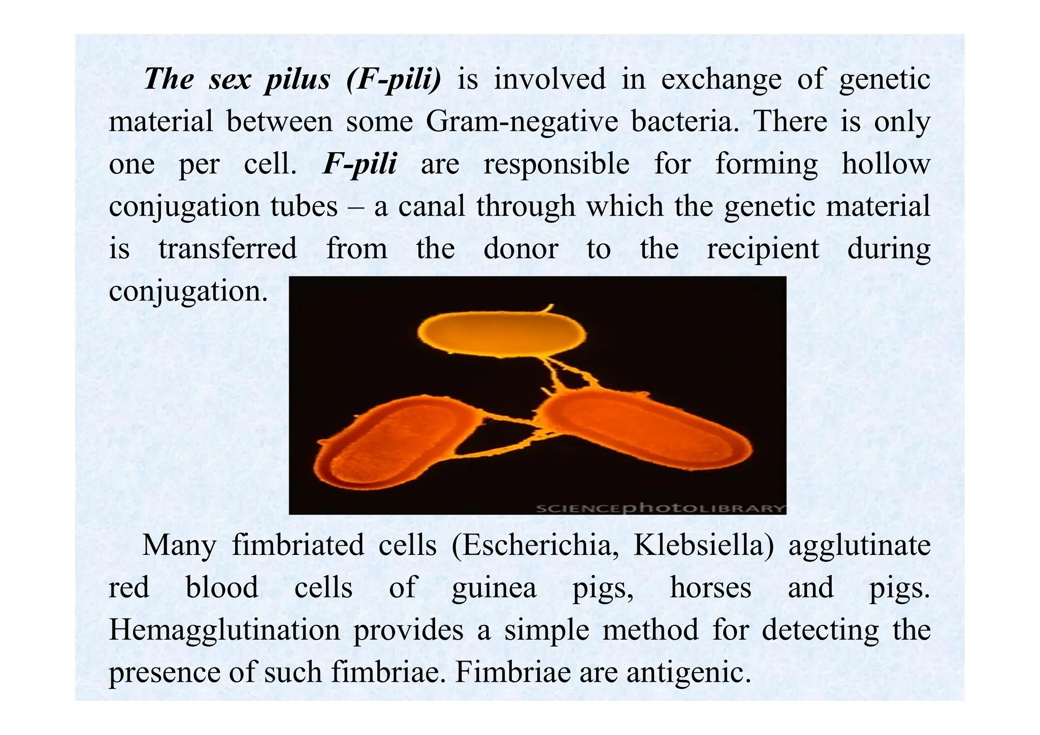The sex pilus (F-pili) is involved in exchange of genetic
material between some Gram-negative bacteria. There is only
one per cell. F-pili are responsible for forming hollow
conjugation tubes – a canal through which the genetic material
is transferred from the donor to the recipient during
conjugation.
Many fimbriated cells (Escherichia, Klebsiella) agglutinate
red blood cells of guinea pigs, horses and pigs.
Hemagglutination provides a simple method for detecting the
presence of such fimbriae. Fimbriae are antigenic.
 
