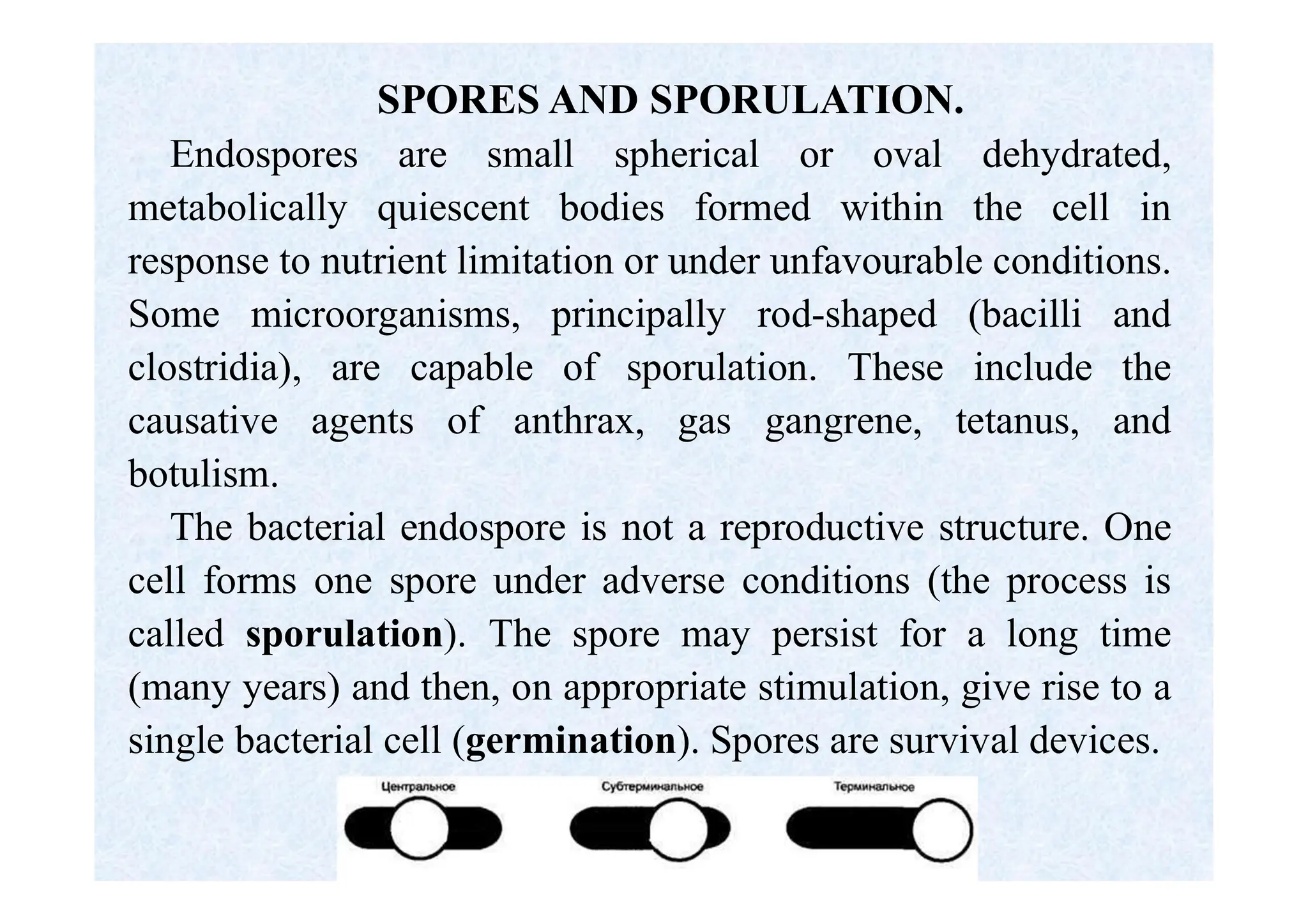 SPORES AND SPORULATION.
Endospores are small spherical or oval dehydrated,
metabolically quiescent bodies formed within the cell in
response to nutrient limitation or under unfavourable conditions.
Some microorganisms, principally rod-shaped (bacilli and
clostridia), are capable of sporulation. These include the
causative agents of anthrax, gas gangrene, tetanus, and
botulism.
The bacterial endospore is not a reproductive structure. One
cell forms one spore under adverse conditions (the process is
called sporulation). The spore may persist for a long time
(many years) and then, on appropriate stimulation, give rise to a
single bacterial cell (germination). Spores are survival devices.
 