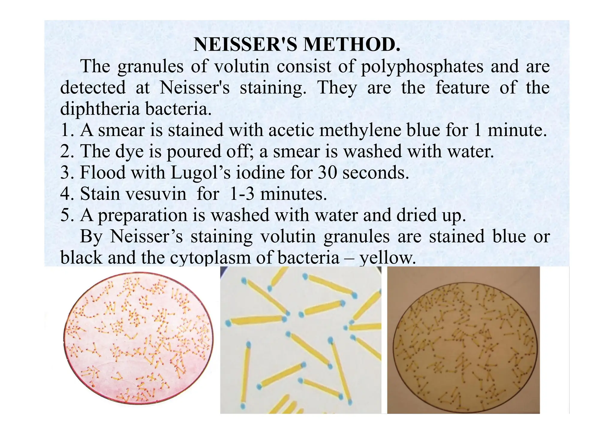 NEISSER'S METHOD.
The granules of volutin consist of polyphosphates and are
detected at Neisser's staining. They are the feature of the
diphtheria bacteria.
1. A smear is stained with acetic methylene blue for 1 minute.
2. The dye is poured off; a smear is washed with water.
3. Flood with Lugol’s iodine for 30 seconds.
4. Stain vesuvin for 1-3 minutes.
5. A preparation is washed with water and dried up.
By Neisser’s staining volutin granules are stained blue or
black and the cytoplasm of bacteria – yellow.
 