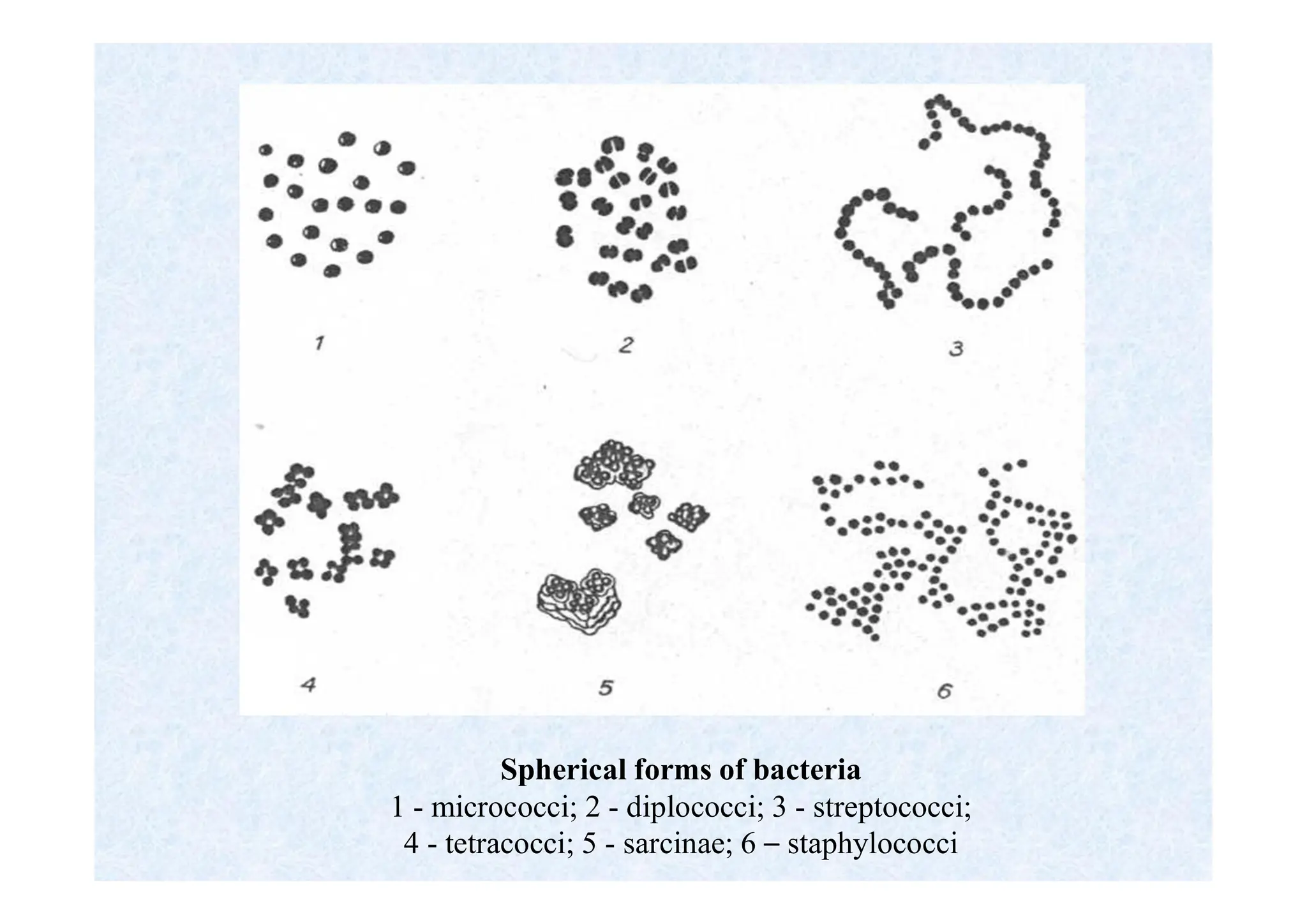 Spherical forms of bacteria
1 - micrococci; 2 - diplococci; 3 - streptococci;
4 - tetracocci; 5 - sarcinae; 6 – staphylococci
 