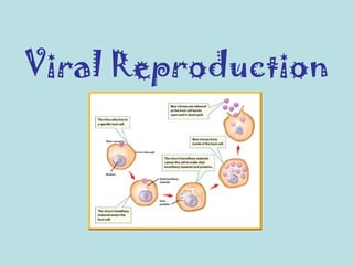 Viral Reproduction 