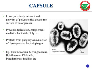10
10
• Loose, relatively unstructured
network of polymers that covers the
surface of an organism.
• Prevents desiccation, complement
mediated bacterial cell lysis
• Protects from phagocytosis & action
of lysozyme and bacteriophages
• Eg- Pneumococcus, Meningococcus,
H.influenzae, Klebsiella,
Pseudomonas, Bacillus etc
CAPSULE
 