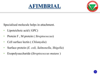 11
11
Specialised molecule helps in attachment.
• Lipoteichoic acid ( GPC)
• Protein F , M protein ( Streptococcus)
• Cell surface lectin ( Chlamydia)
• Surface protein (E. coli, Salmonella, Shigella)
• Exopolysaccharide (Streptococcus mutans )
AFIMBRIAL
 
