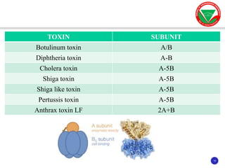 18
18
TOXIN SUBUNIT
Botulinum toxin A/B
Diphtheria toxin A-B
Cholera toxin A-5B
Shiga toxin A-5B
Shiga like toxin A-5B
Pertussis toxin A-5B
Anthrax toxin LF 2A+B
 