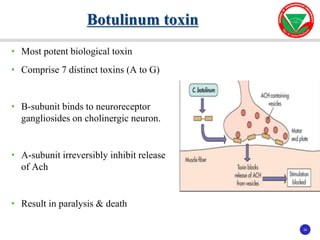 20
20
• Most potent biological toxin
• Comprise 7 distinct toxins (A to G)
• B-subunit binds to neuroreceptor
gangliosides on cholinergic neuron.
• A-subunit irreversibly inhibit release
of Ach
• Result in paralysis & death
Botulinum toxin
 